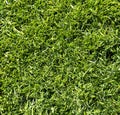 Healthy growing grass for lawn in filled frame format
