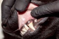 The healthy gums of a dog