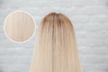 Healthy hair texture female blonde backs, white background. Concept treatment care