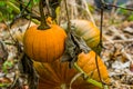 Healthy halloween vegetable hanging on the plant with 2 pumpkins in the background organic gardening Royalty Free Stock Photo