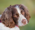 Healthy pet dog portrait Royalty Free Stock Photo