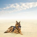 Healthy and Happy German Shepherd Dog Royalty Free Stock Photo