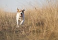 Healthy happy pet dog running in the grass Royalty Free Stock Photo