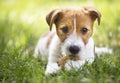 Healthy happy pet dog puppy chewing bone, cleaning teeth Royalty Free Stock Photo