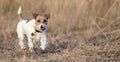 Healthy happy pet dog walking in the grass Royalty Free Stock Photo