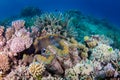 Healthy hard corals and a giant clam on the reef Royalty Free Stock Photo