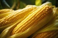 Healthy harvest Ripe maize plant closeup, green and yellow goodness