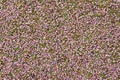 Healthy heather. Background of dry heath flowers. Top view.