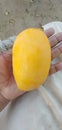 Nice mango for eating