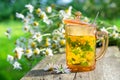 Healthy herbal tea cup and daisy medicinal herbs bunches . Royalty Free Stock Photo