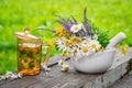 Healthy herbal tea cup, mortar of medicinal herbs on wooden board. Royalty Free Stock Photo