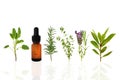 Healthy Herbs Royalty Free Stock Photo