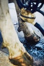 Healthy hooves equal cattle. High angle shot of a cows hoof on a dairy farm.