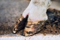 Healthy hooves are the sign of a healthy cow. High angle shot of a cows hoof on a dairy farm.