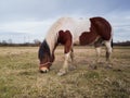 One horse is grazing grass on a pasture during a cloudy day Royalty Free Stock Photo