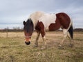 One horse poses in a meadow during a cloudy day Royalty Free Stock Photo