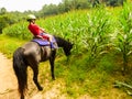 Boy riding a horse that is distracted by tasty corn field.