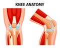 Knee Anatomy Set