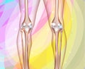 Healthy human legs