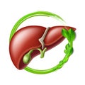 Healthy human liver in green protective circle with leaves. Health care and healthy food concept.