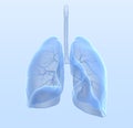 Healthy human lungs with bronchia and trachea, medically 3D illustration