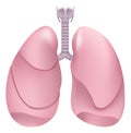 Healthy human lungs. Respiratory system. Lung, larynx and trachea of healthy person Royalty Free Stock Photo