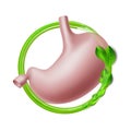 Healthy human stomach in green protective circle. Healthcare concept.