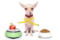 Healthy hungry dog Royalty Free Stock Photo