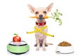 Healthy hungry dog Royalty Free Stock Photo