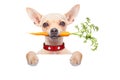 Healthy hungry dog Royalty Free Stock Photo