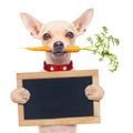 Healthy hungry dog Royalty Free Stock Photo