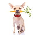 Healthy hungry dog Royalty Free Stock Photo