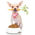 Healthy hungry dog Royalty Free Stock Photo