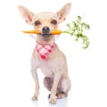 Healthy hungry dog Royalty Free Stock Photo