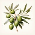 Green vegetarian oil food plant ingredient background fruit isolated nature olive fresh leaves ripe