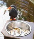 Healthy Inca Tern eating fish from a metal bowl