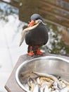 Healthy Inca Tern eating fish from a metal bowl