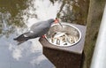 Healthy Inca Tern eating fish from a metal bowl