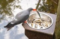 Healthy Inca Tern eating fish from a metal bowl