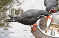 Healthy Inca Tern eating fish from a metal bowl