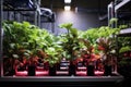 healthy indoor plants regulated by automated irrigation system