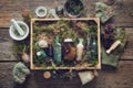 Healthy infusion and oil bottles, wooden box of healthy moss, lichen, moss, juniper, pine cones on wooden board.