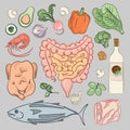 HEALTHY INTESTINES DIET Medicine Human Nutrition Vector Set Royalty Free Stock Photo