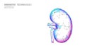 Healthy kidney internal organ 3d low poly geometric model. Urology system medicine disease treatment. Future science