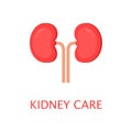 Healthy kidneys in flat style. Left and right kidney. Human internal organ. Anatomy concept. World kidney day. Cute cartoon vector