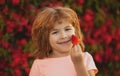 Healthy kids food Kid funny portrait. Cute little boy eating a strawberry. Royalty Free Stock Photo