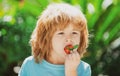 Healthy kids food. Kids pick fresh organic strawberry. Cute little boy eating a strawberrie. Royalty Free Stock Photo