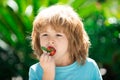 Healthy kids food. Kids pick fresh organic strawberry. Cute little boy eating a strawberrie. Royalty Free Stock Photo