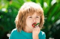 Healthy kids food. Kids pick fresh organic strawberry. Cute little boy eating a strawberrie. Royalty Free Stock Photo