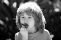 Healthy kids food. Kids pick fresh organic strawberry. Cute little boy eating a strawberrie. Royalty Free Stock Photo